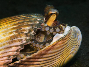 Amphioctopus marginatus in a shell by Alex Varani 